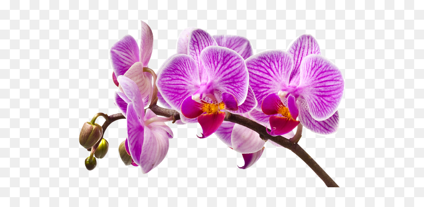 Imagem De Orquideas Em Png, Transparent Png - orquidea png