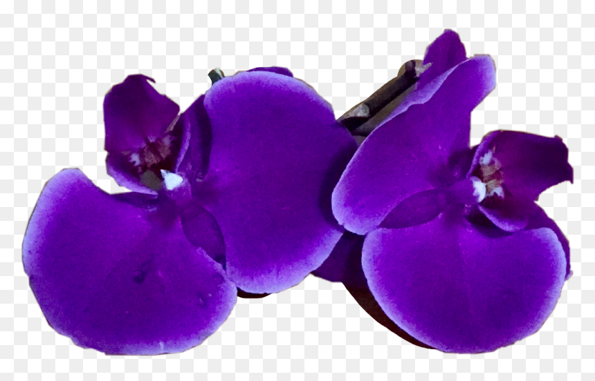 #orquidea #freetoedit, HD Png Download - orquidea png