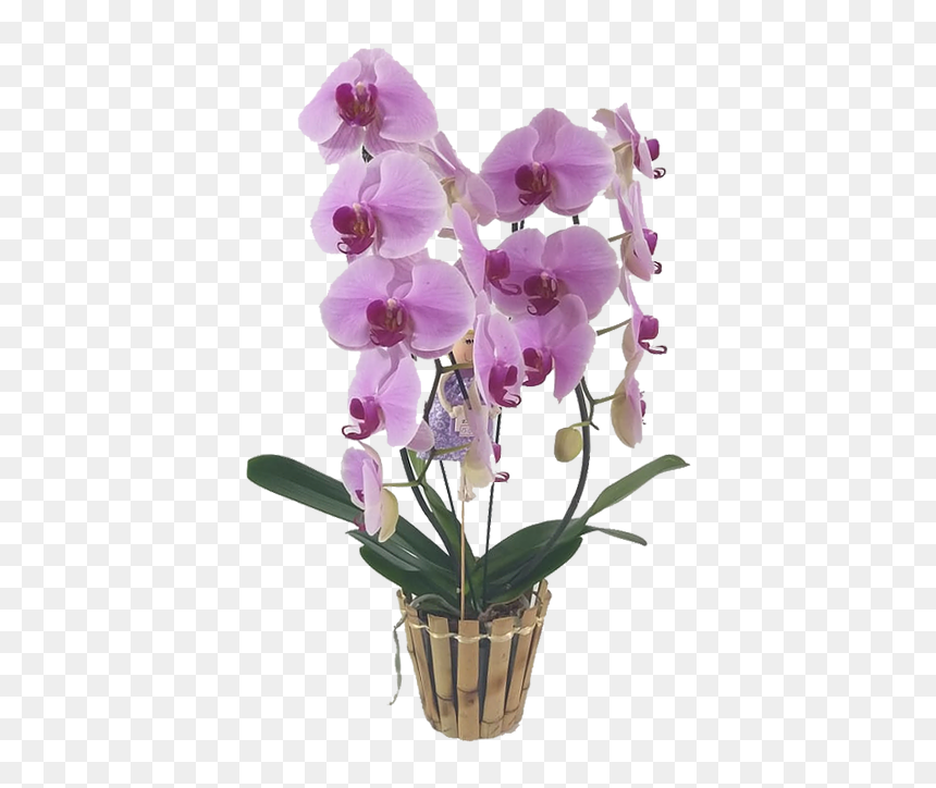 Moth Orchid, HD Png Download - orquidea png