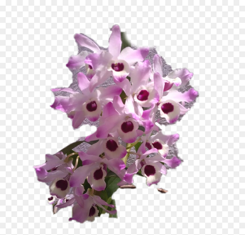 #orquidea - Artificial Flower, HD Png Download - orquidea png