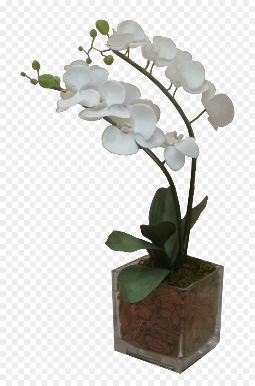 Moth Orchid, HD Png Download - orquidea png