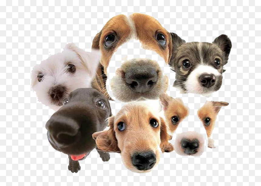 Canili Milano, HD Png Download - perritos png