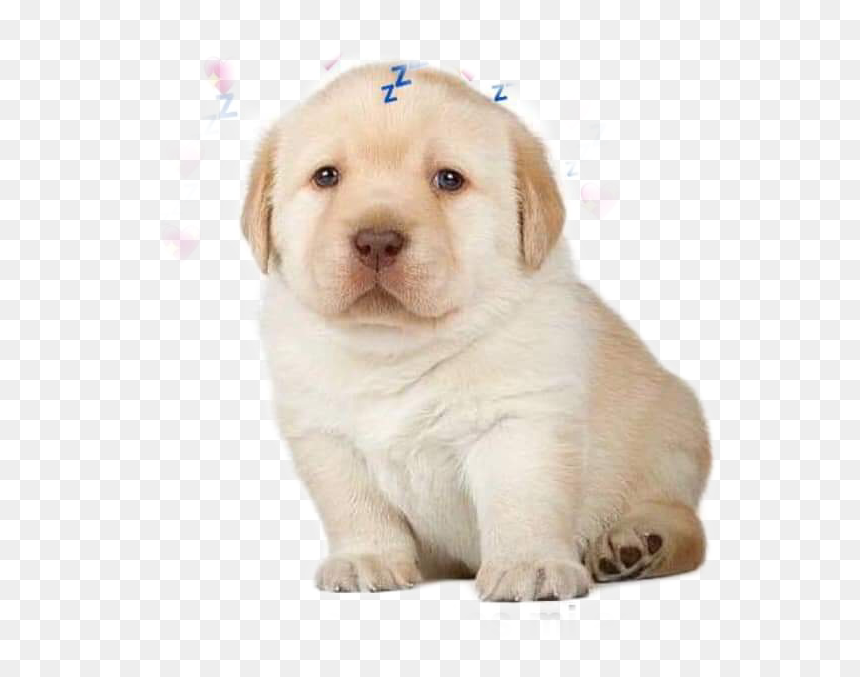 #perritos - Puppy Handing You A Joint, HD Png Download - perritos png