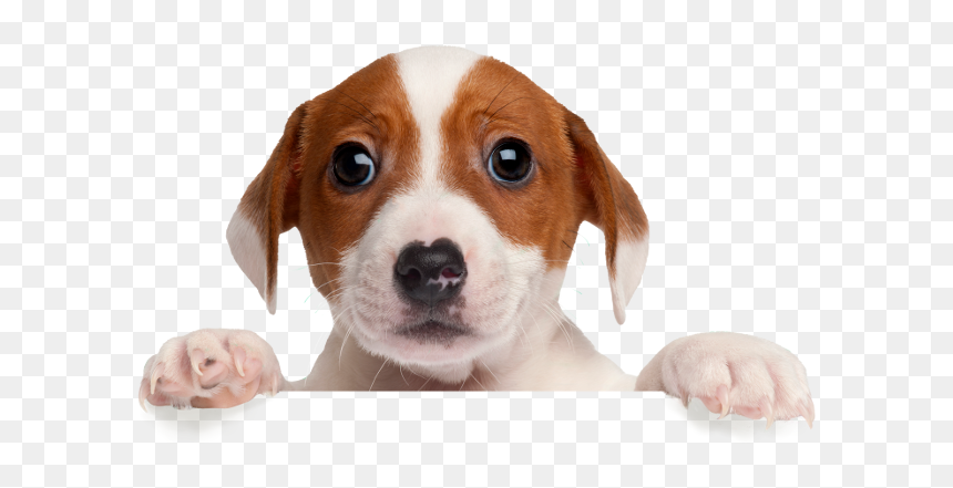 Dont Forget Me Dog, HD Png Download - perritos png