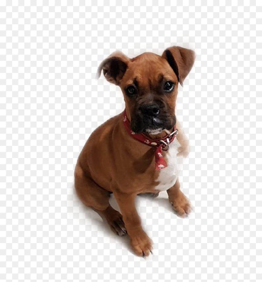 #stickers #scsilhouette #silhouette #perritos #mascota - Boxer, HD Png Download - perritos png