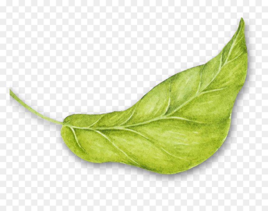 Rev Hojas4 - Arugula, HD Png Download - enredaderas png