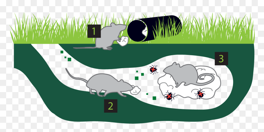 Ticks Feeding On The Mice Die - Illustration, HD Png Download - ticks png