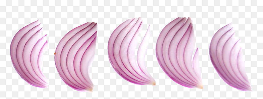 Cebolla Morada Pluma 01 - Earrings, HD Png Download - cebolla png
