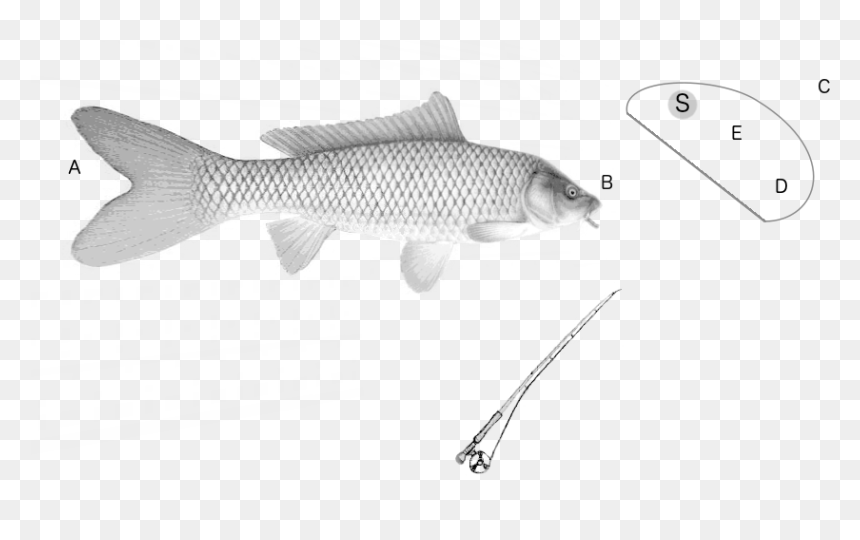 Marine Mammal, HD Png Download - carp png