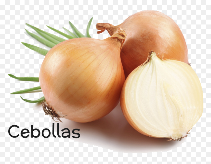 Onion, HD Png Download - cebolla png