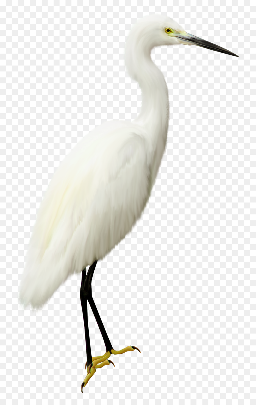 Heron Transparent Png - Heron Bird Png, Png Download - heron png