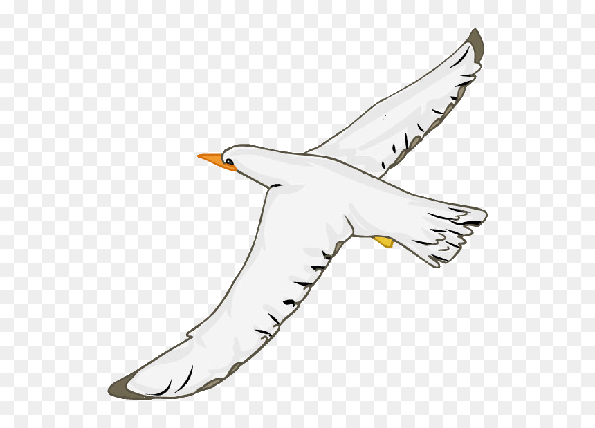 Seabird, HD Png Download - gaviota png