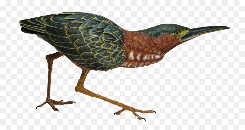 Green Heron Png, Transparent Png - heron png