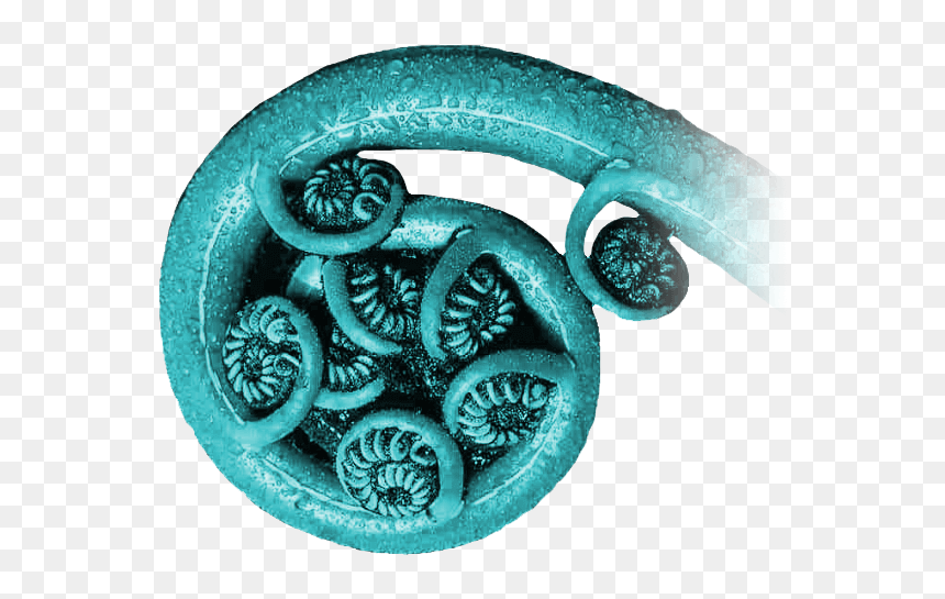 Fern-curllarge - Fish, HD Png Download - big house png