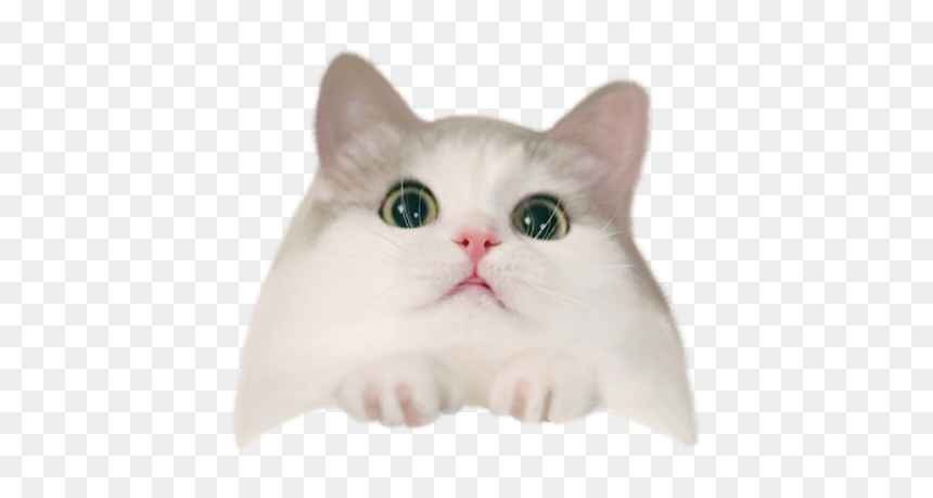 #cat #meow - Domestic Short-haired Cat, HD Png Download - cat meow png
