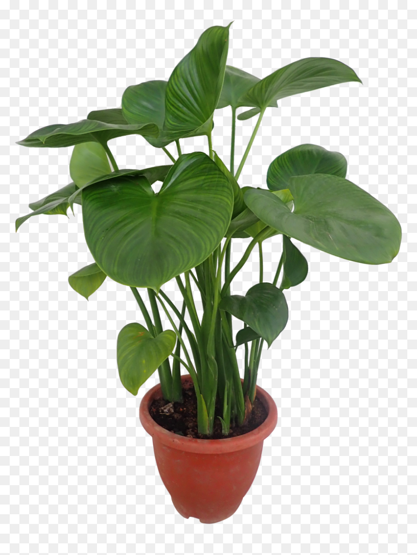 Flowerpot, HD Png Download - water plant png