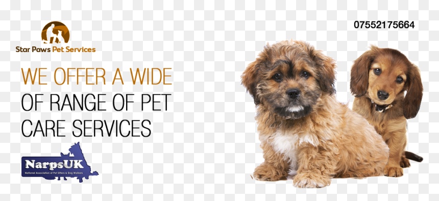 Star Paws Dog Walking And Home Pet Services - Shih-poo, HD Png Download - dog walker png