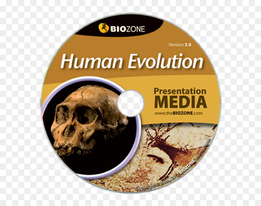 Picture Of Human Evolution - Evolution, HD Png Download - human evolution png
