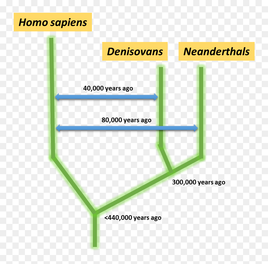 Neander Homo Sapiens Denisovans, HD Png Download - human evolution png