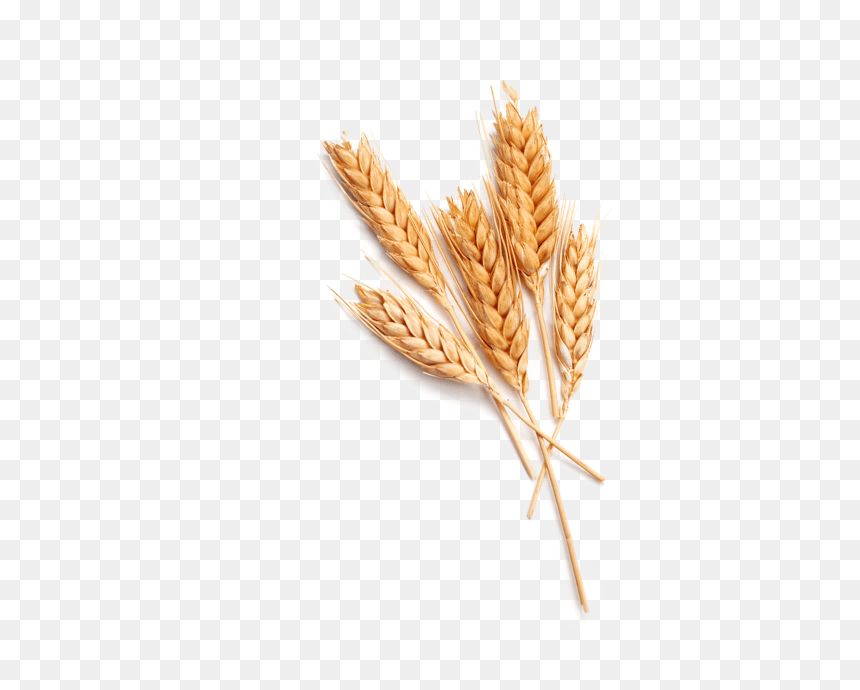 Einkorn Wheat, HD Png Download - espigas de trigo png