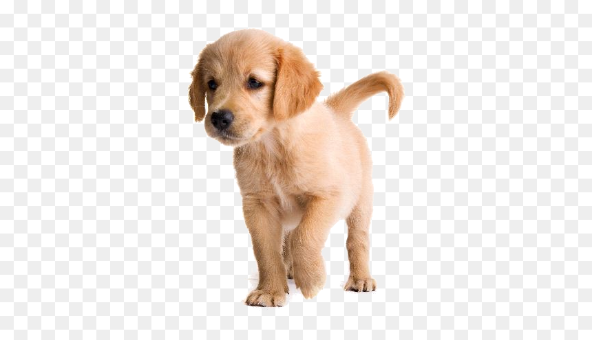 Thumb Image - Imagenes De Perros Png, Transparent Png - perros png