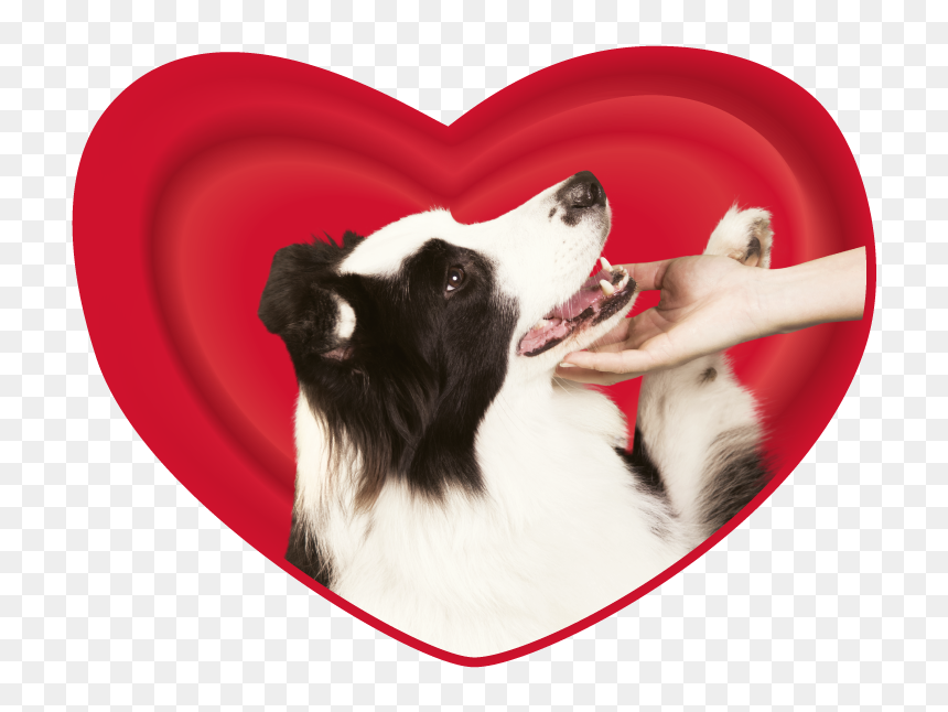 Cari Amici Perros - Amici Perro, HD Png Download - perros png