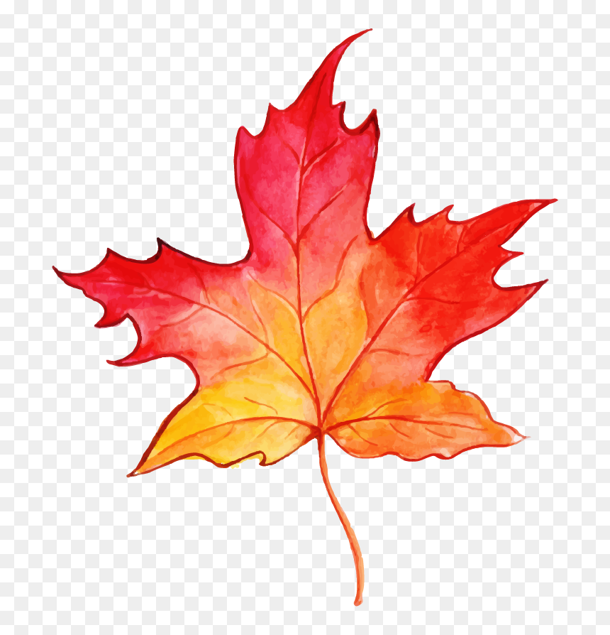 Maple Leaf, HD Png Download - fall watercolor png