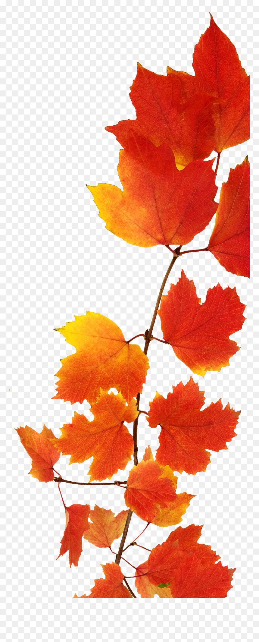 Fall Leaves, HD Png Download - fall watercolor png