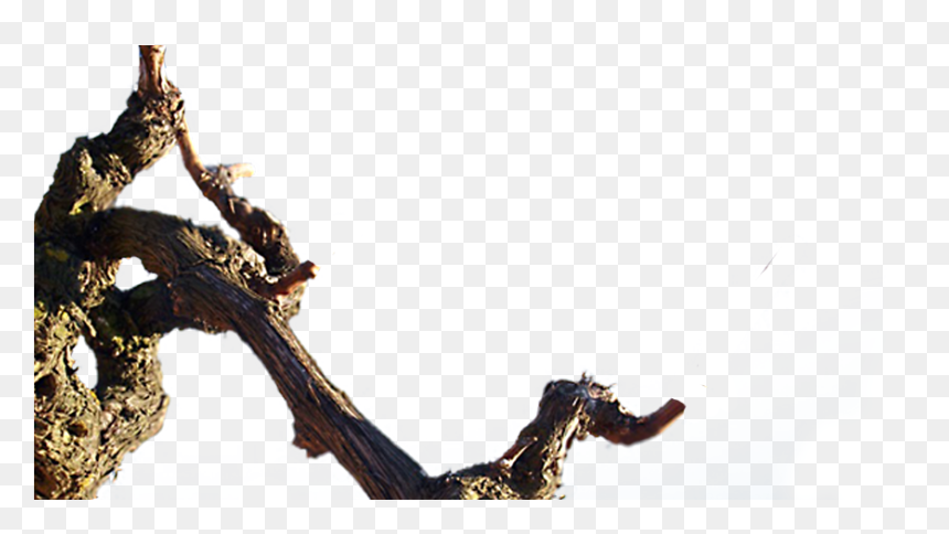 Macro Photography, HD Png Download - tree png transparente
