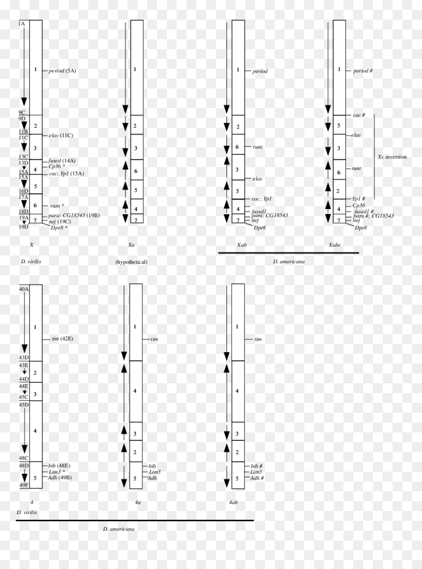 Diagram, HD Png Download - americana png