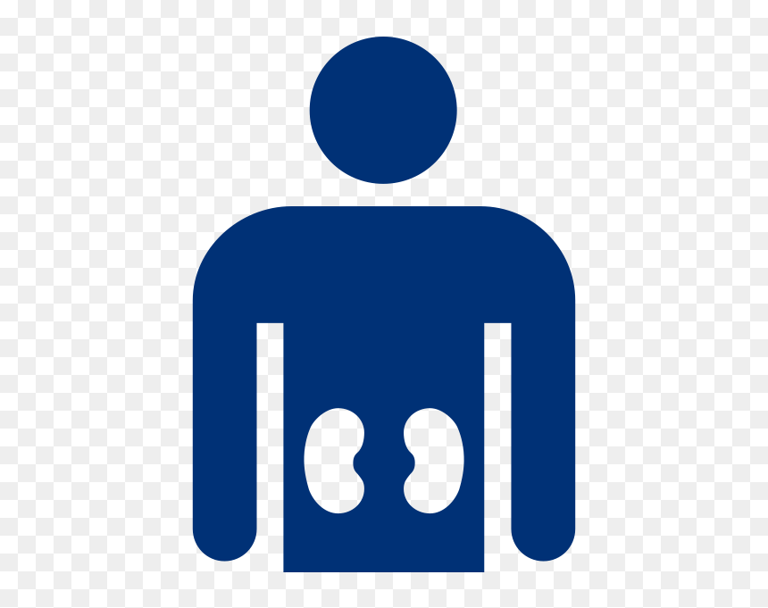 Kidneys Img - Weight Loss Really Works, HD Png Download - kidneys png