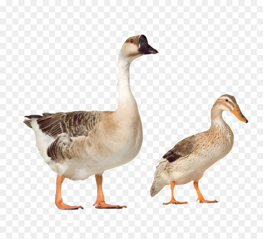 Beautiful And Beautiful Physical Poultry Png - Farm Duck Png, Transparent Png - poultry png