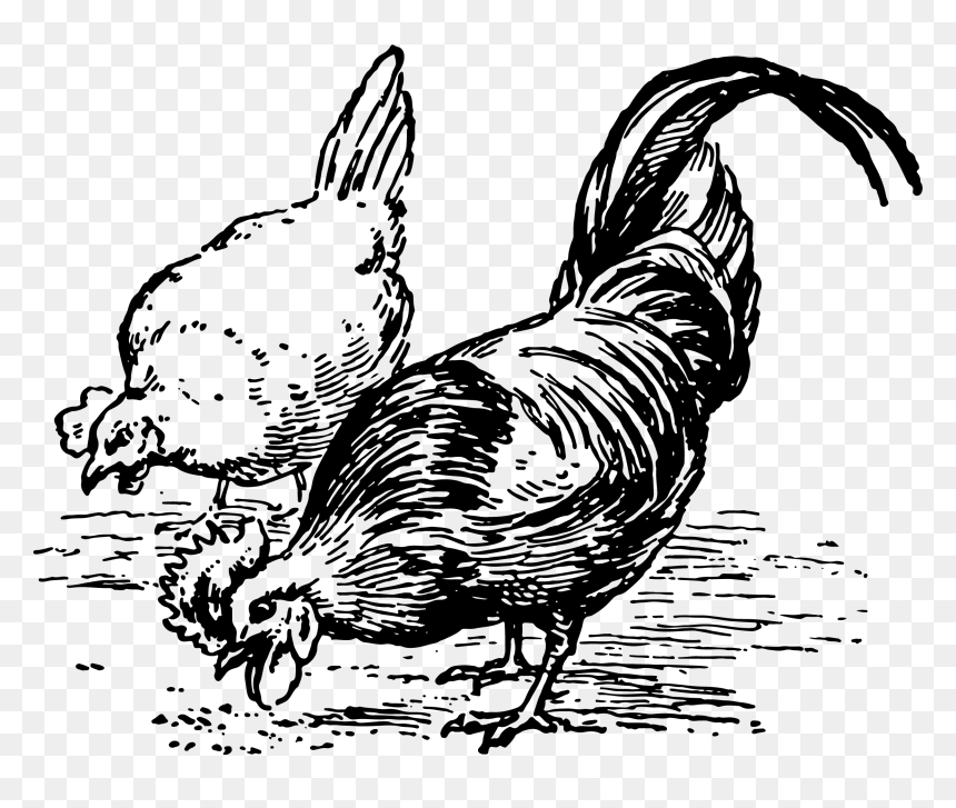 Chickens Clipart Black And White, HD Png Download - poultry png