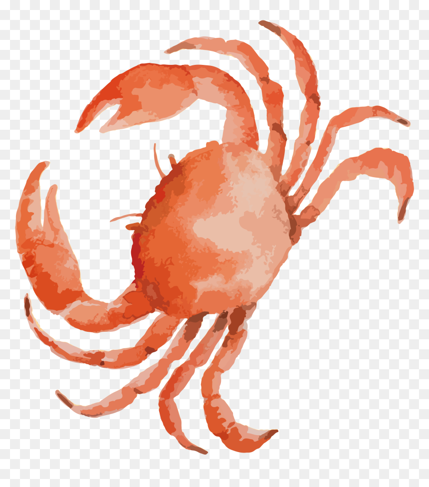 Crab Drawing, HD Png Download - leg png