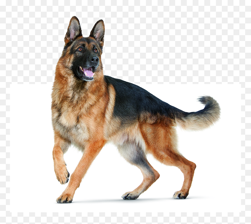 Dog Png For Editing, Transparent Png - german shepherd png