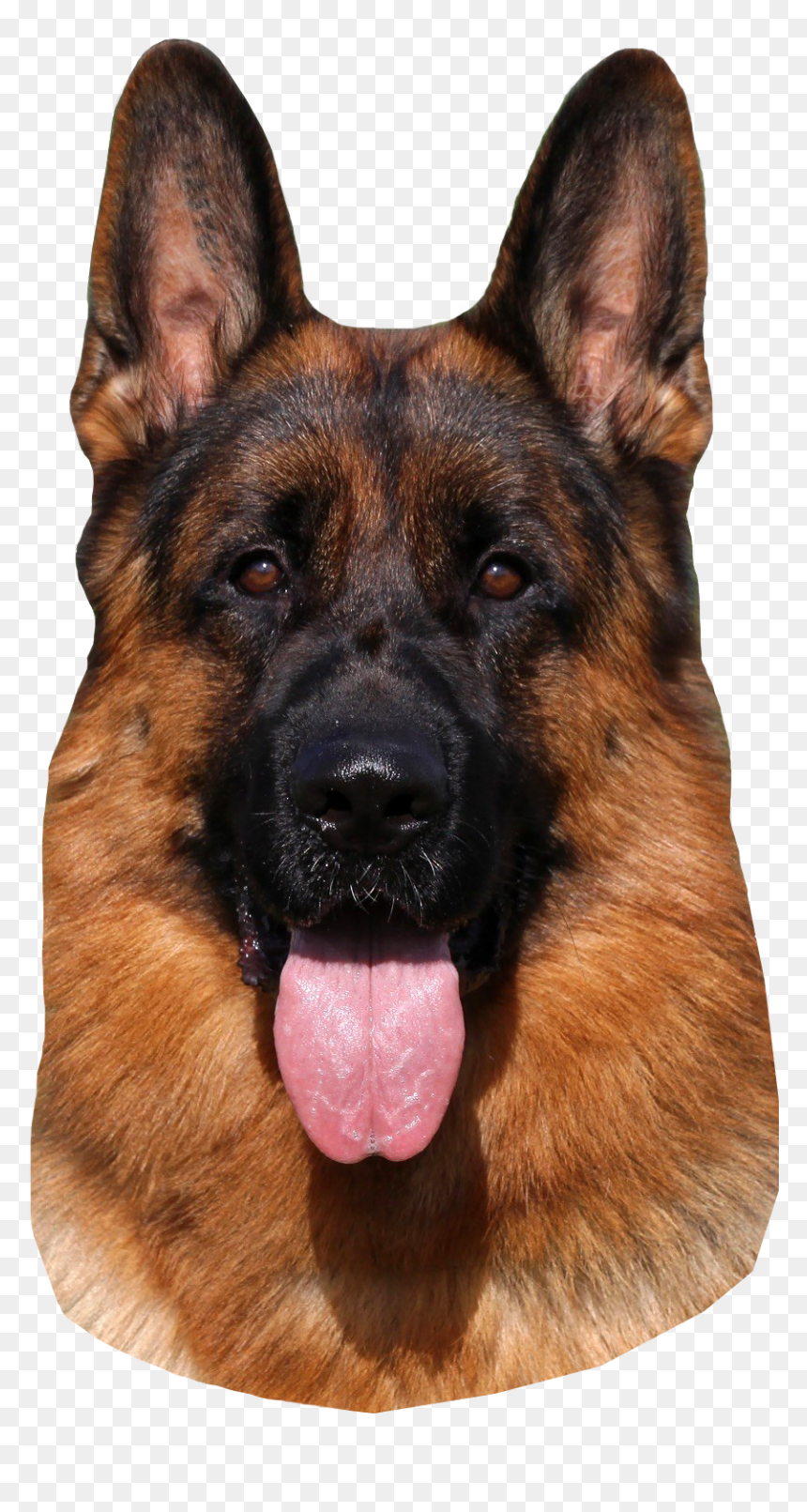 German Shepherd Dog Png Hd, Transparent Png - german shepherd png
