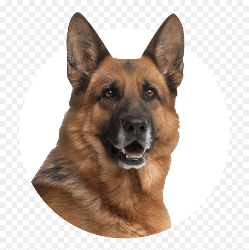 Apartheid South African Police Dogs, HD Png Download - german shepherd png