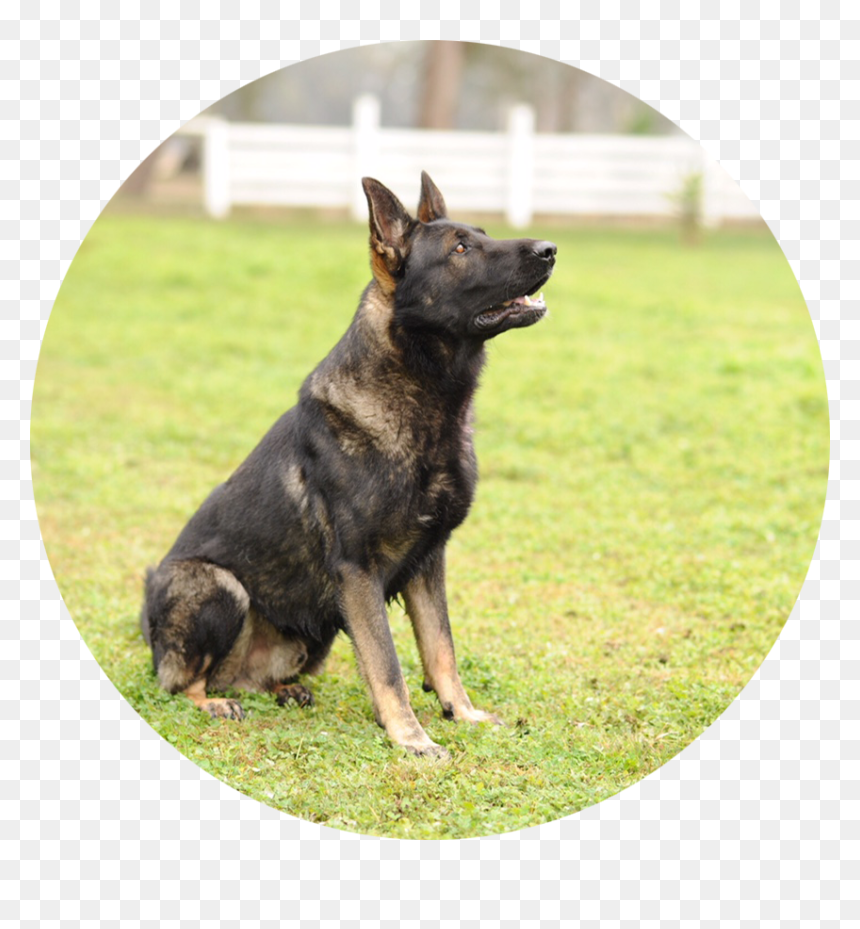 Old German Shepherd Dog, HD Png Download - german shepherd png