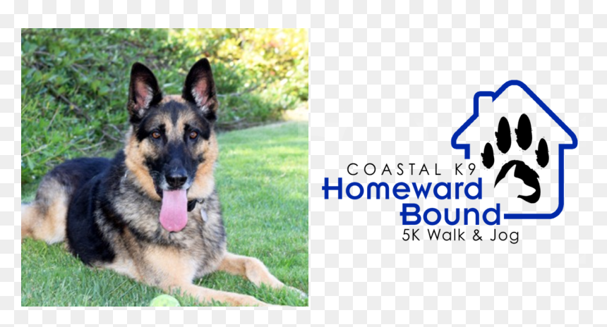 Old German Shepherd Dog, HD Png Download - german shepherd png
