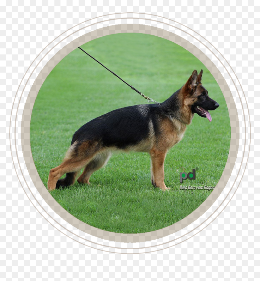 German Shepherd Png, Transparent Png - german shepherd png