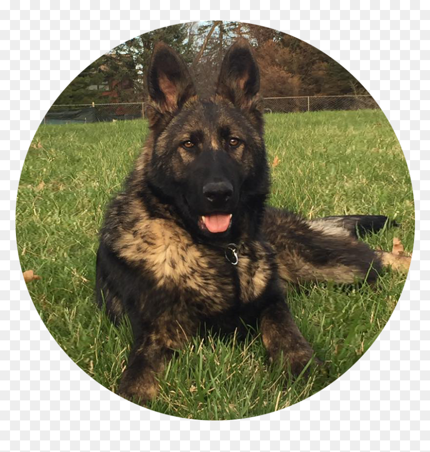 Old German Shepherd Dog, HD Png Download - german shepherd png