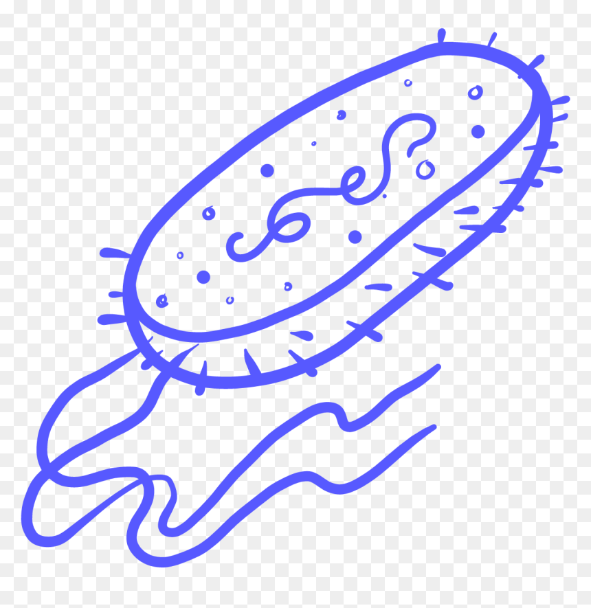 Single Celled Organism Png, Transparent Png - bacteria png