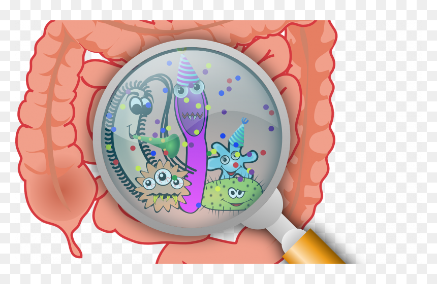 Bacterias En Tracto Gastrointestinal, HD Png Download - bacteria png