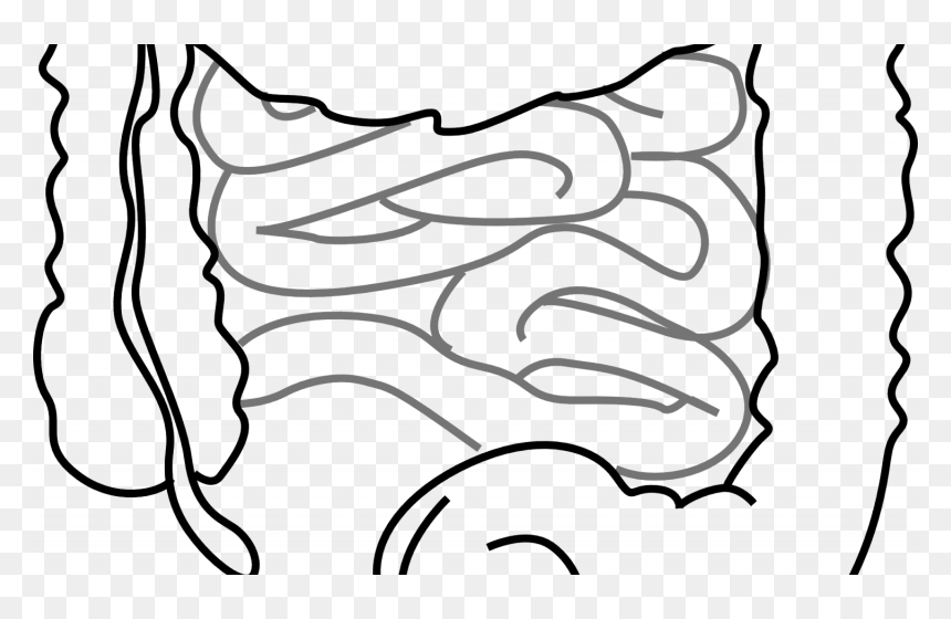 Intestine Diagram Black And White, HD Png Download - bacteria png