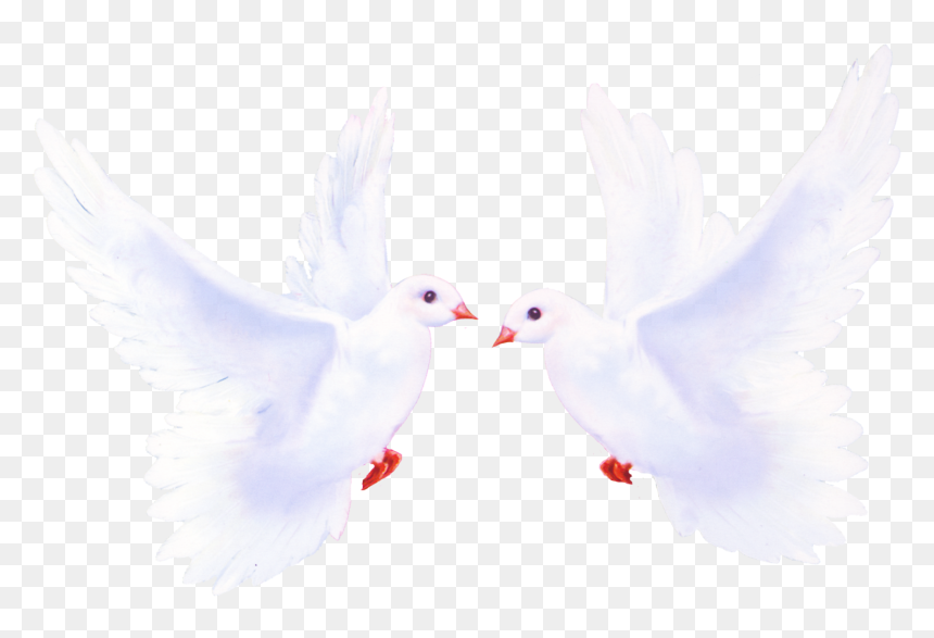 Международным Днем Семьи 15 Мая, HD Png Download - white pigeon png