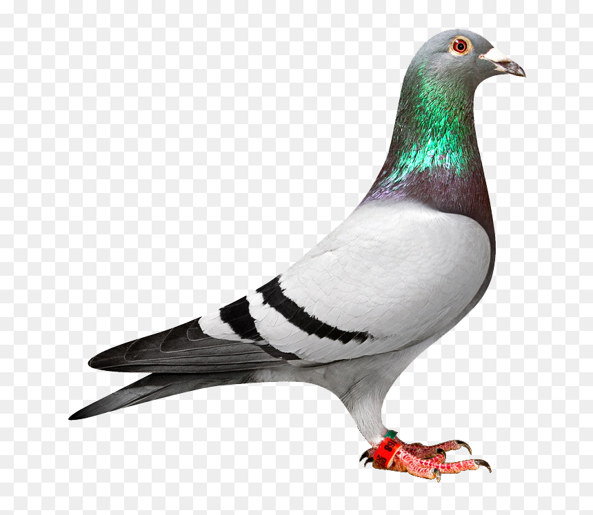 Pigeon Png, Transparent Png - white pigeon png