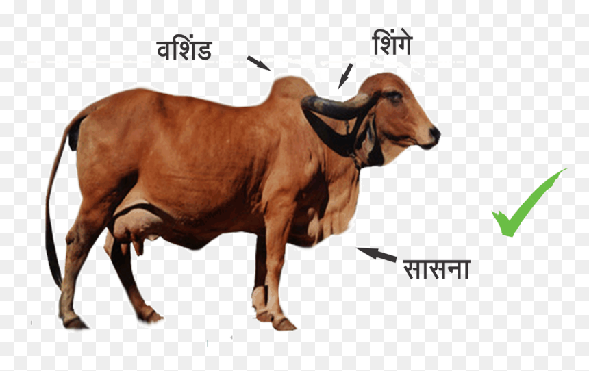 Cow In India Png, Transparent Png - indian cow png