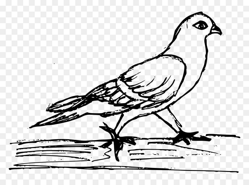 Illustration, HD Png Download - white pigeon png