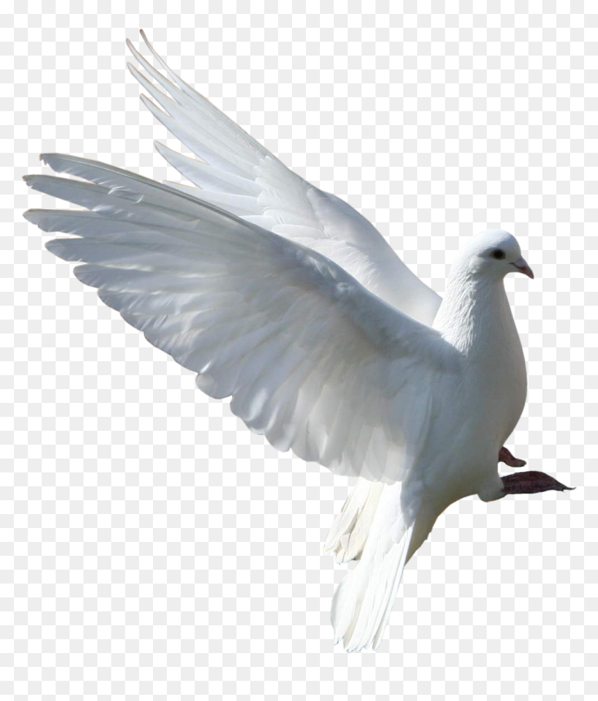 Group Of Pigeons Png New, Transparent Png - white pigeon png