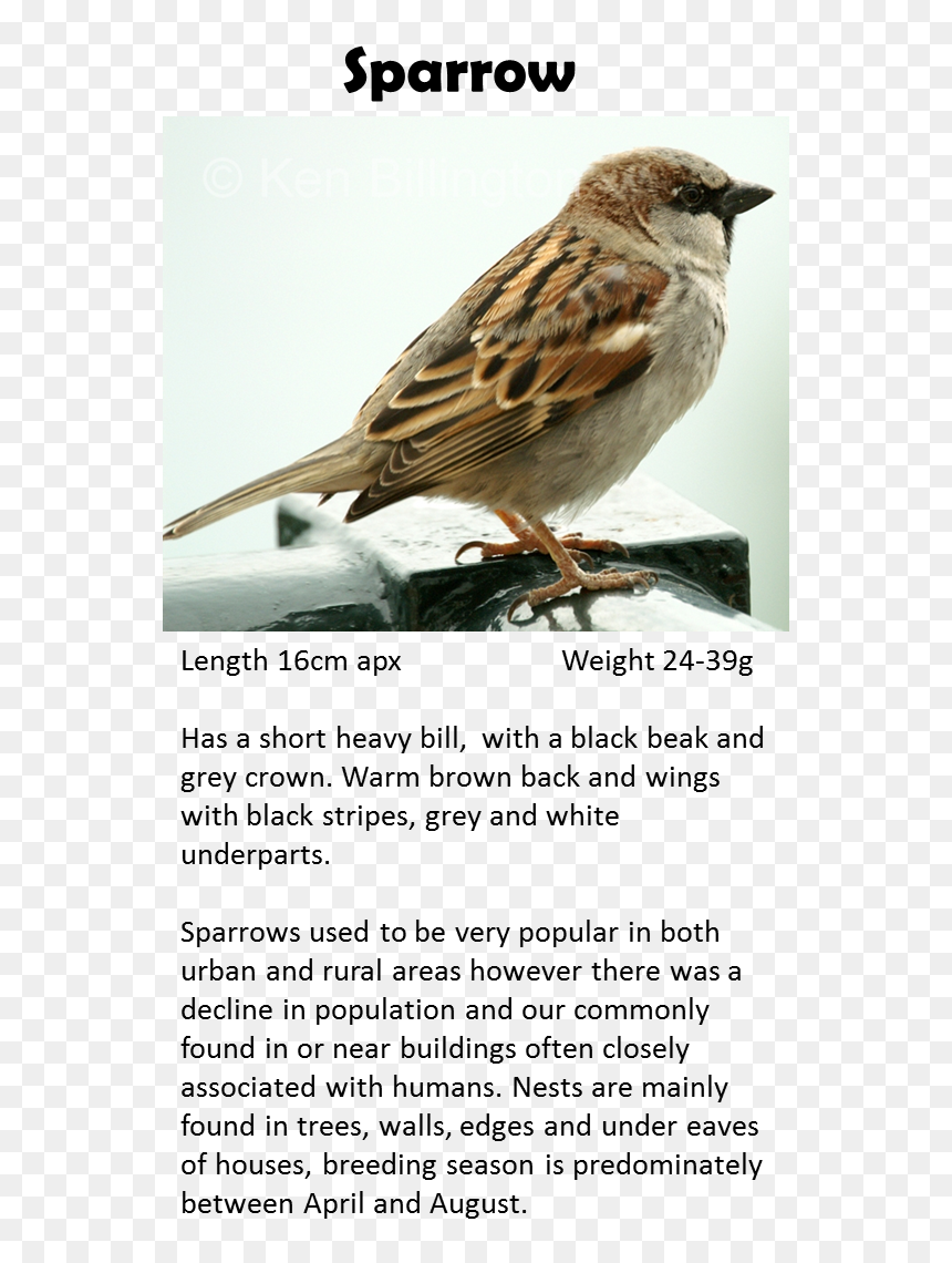House Sparrow, HD Png Download - white pigeon png